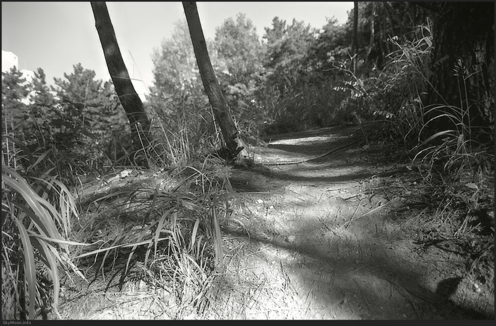 숲 속에 들어서다 (Wandering in the woods) Photo-Image