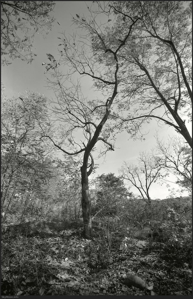 숲 속에 들어서다 (Wandering in the woods) Photo-Image