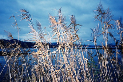 바람과 갈대 Photo-Image