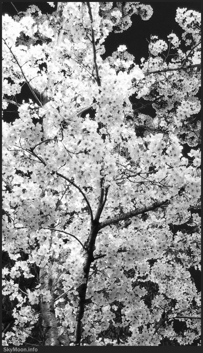 눈이 된 꽃잎을 위해 I Photo-Image