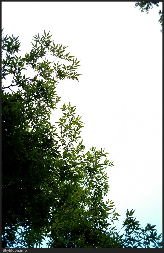 풀과 나무와 하늘 (존재를 바라봄) Photo-Image