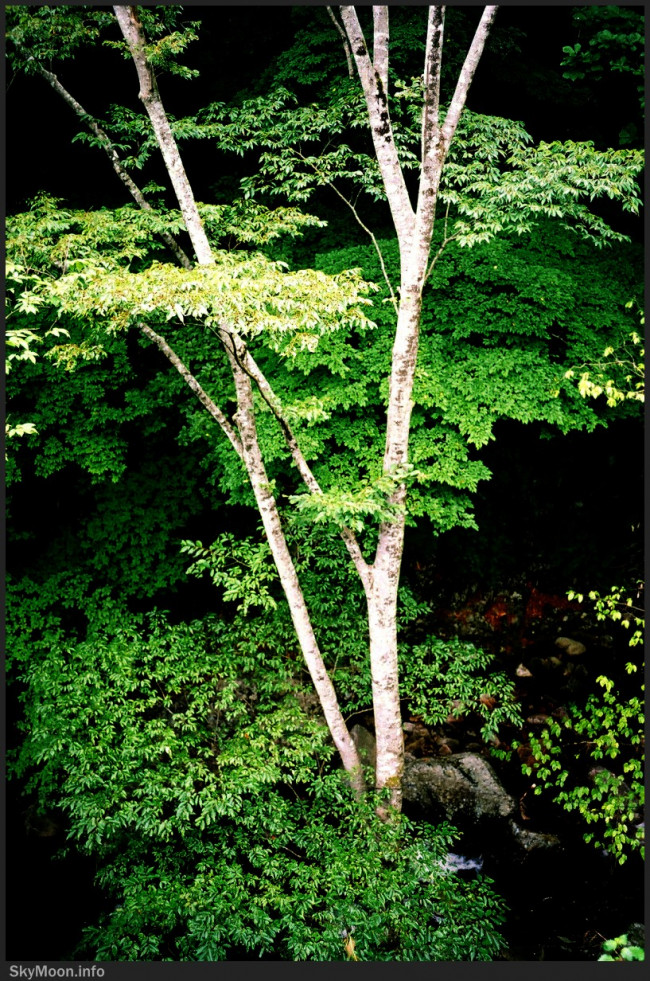 숲의 속삭임 (해인사) Photo-Image