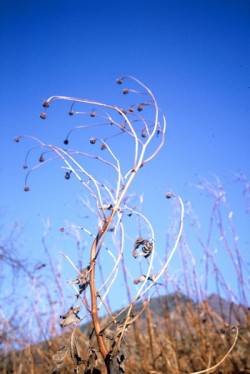 기억의 편린(片鱗) Photo-Image