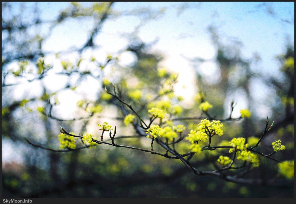 봄의 시작 Photo-Image