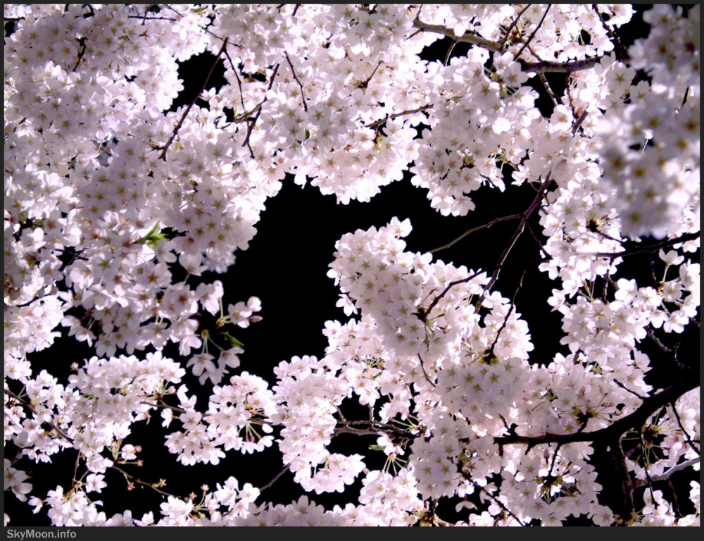 눈이 된 꽃잎을 위해 II Photo-Image