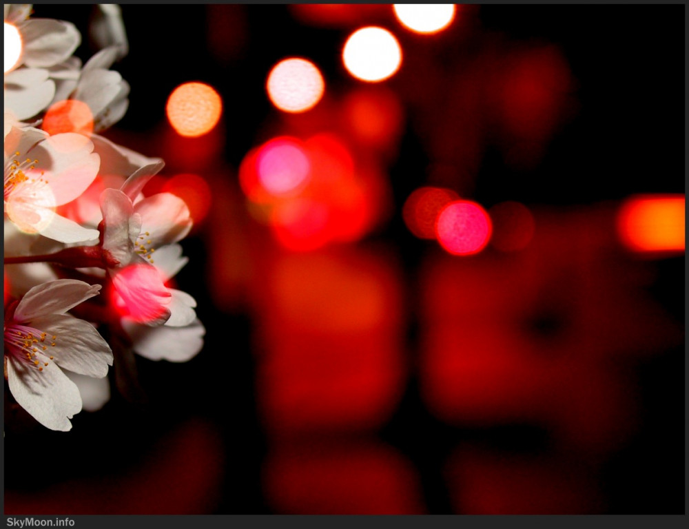 눈이 된 꽃잎을 위해 II Photo-Image