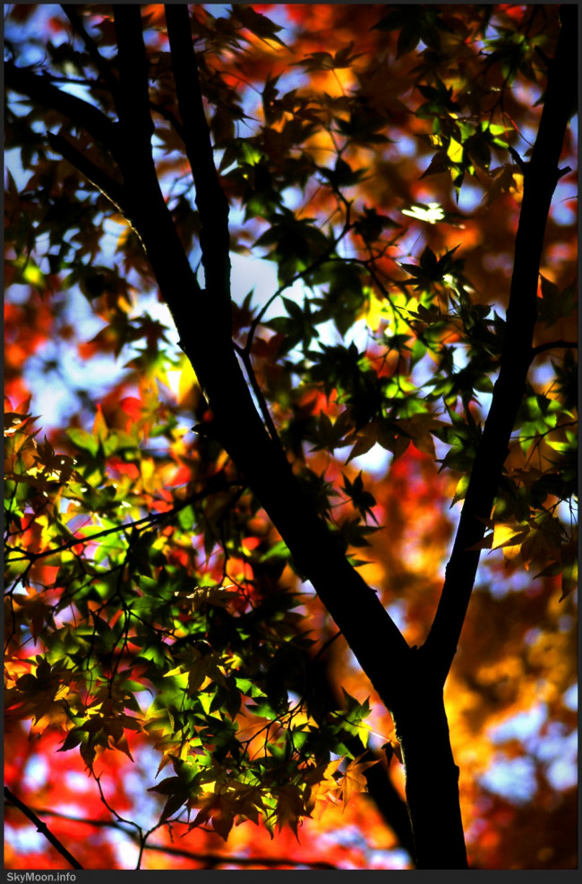 그 해의 가을 (The autumn of that year) 2 Photo-Image