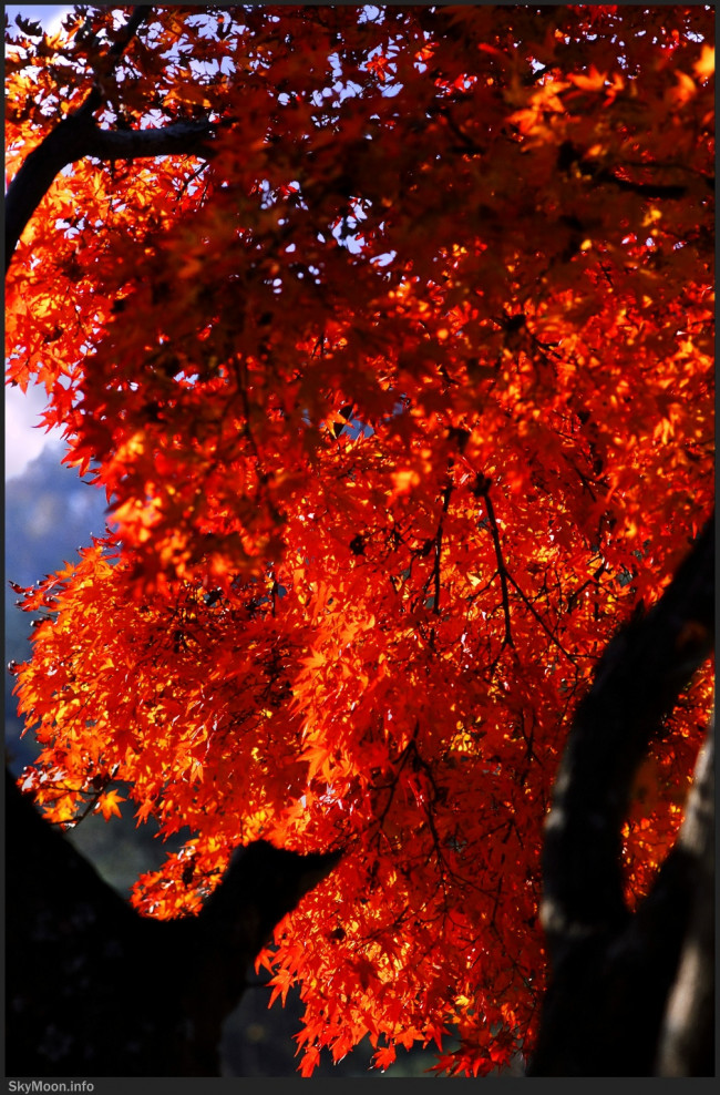 그 해의 가을 (The autumn of that year) 2 Photo-Image