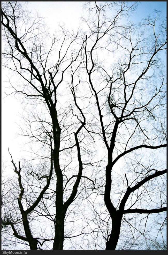 나무 (Tree) 2 Photo-Image