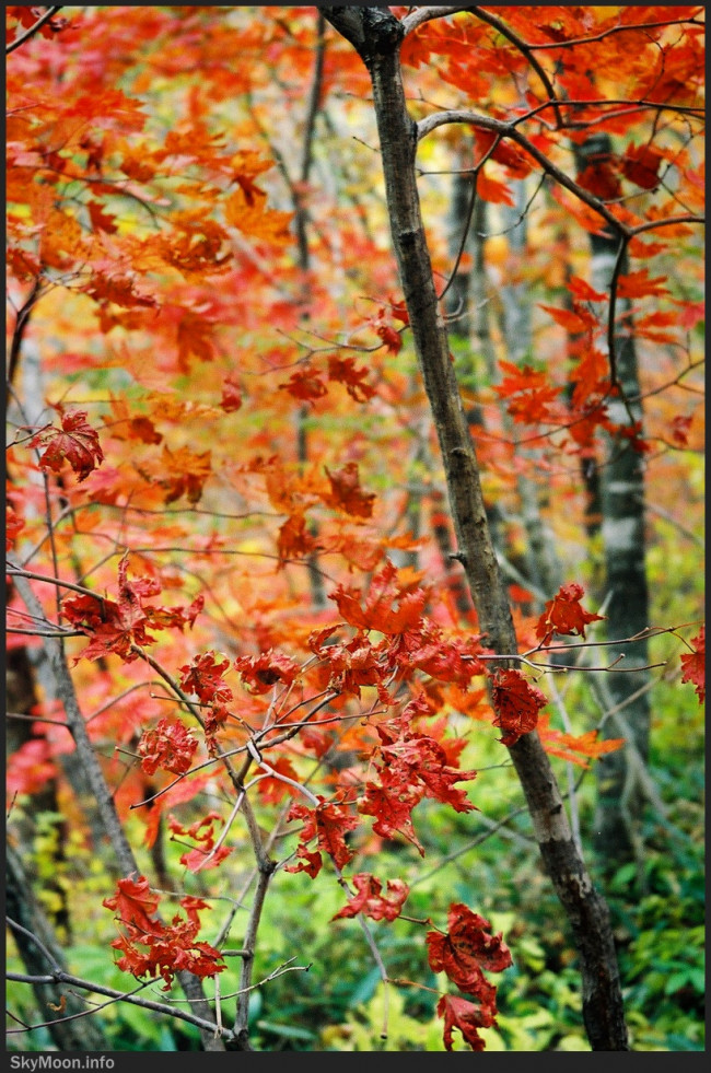 가을의 길 1 Photo-Image