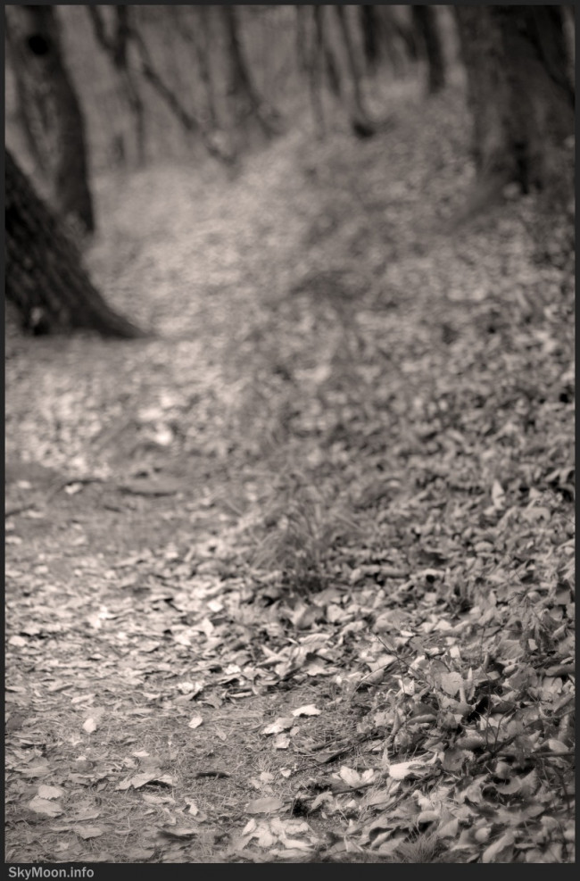 가을의 길 2 Photo-Image
