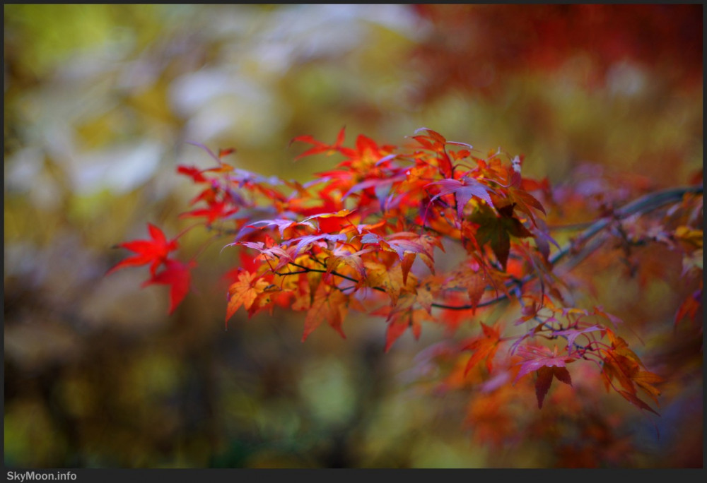 가을의 길 2 Photo-Image
