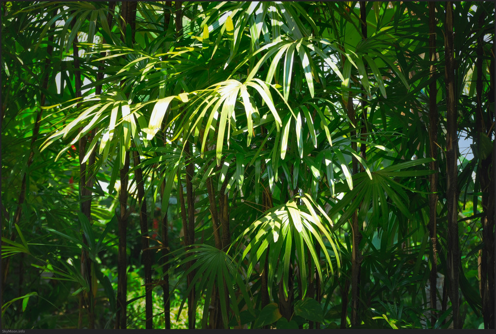 빛의 태어남 (The Emergence of Light) Photo-Image