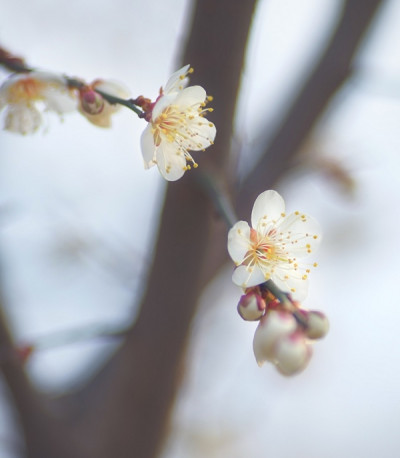 상춘 서한 (A letter to welcome spring,賞春 書翰) Photo-Image