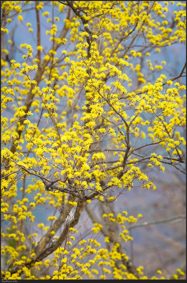 상춘 서한 (A letter to welcome spring,賞春 書翰) Photo-Image