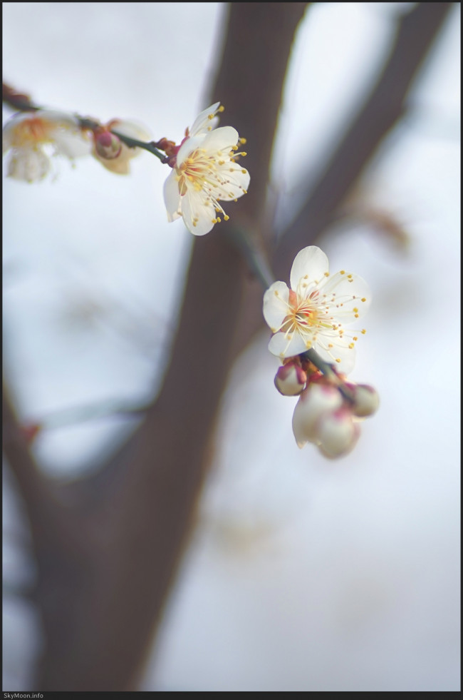 상춘 서한 (A letter to welcome spring,賞春 書翰) Photo-Image