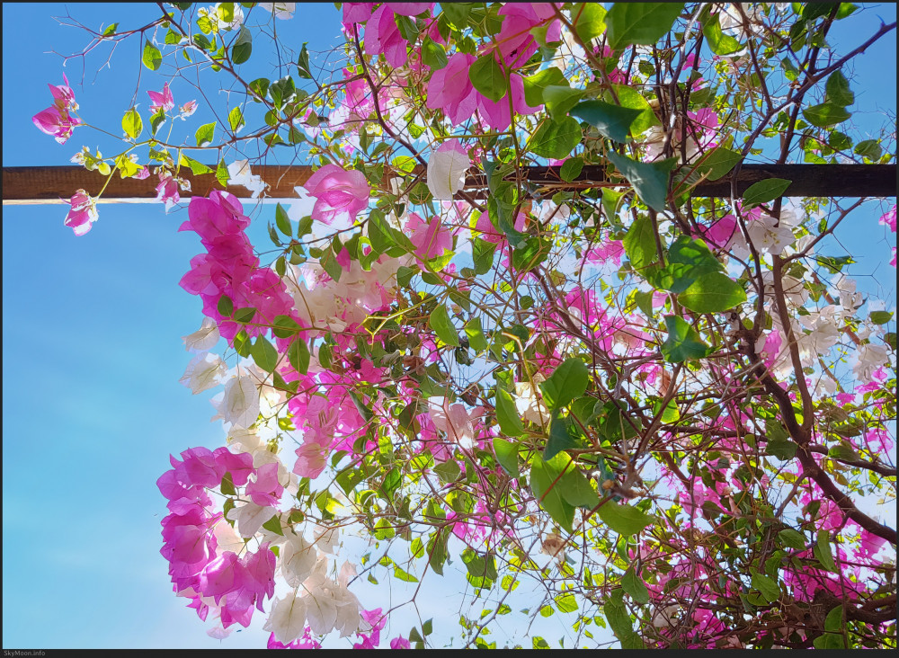 삶의 여행 (A journey of life)_길리 트라왕안 Photo-Image