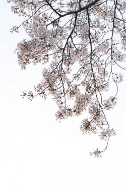 봄이 오면 Photo-Image