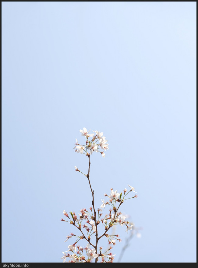 봄이 오면 Photo-Image