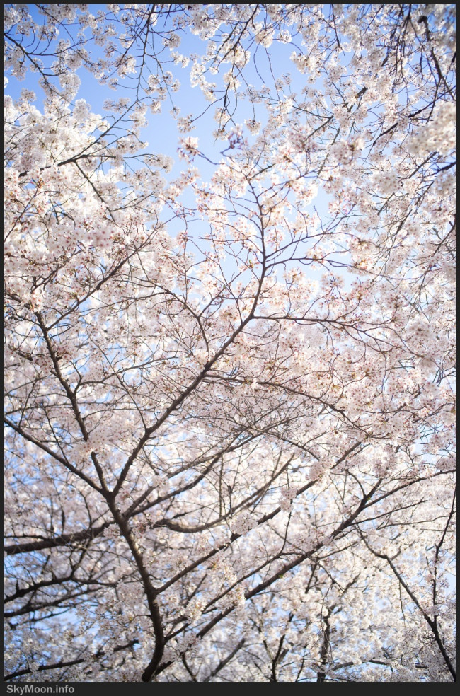 봄이 오면 Photo-Image