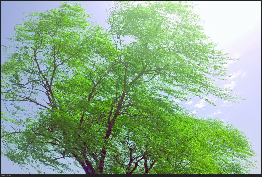 바람의 바람 (Hope of the breeze) Photo-Image