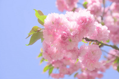 꽃과 봄 (Flower and Spring) Photo-Image