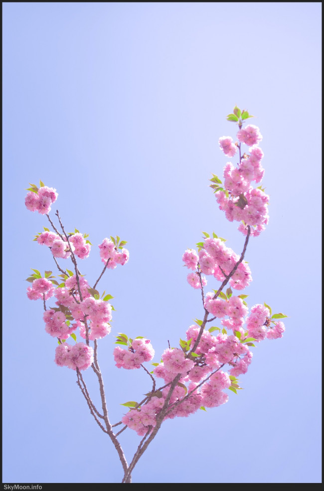 꽃과 봄 (Flower and Spring) Photo-Image