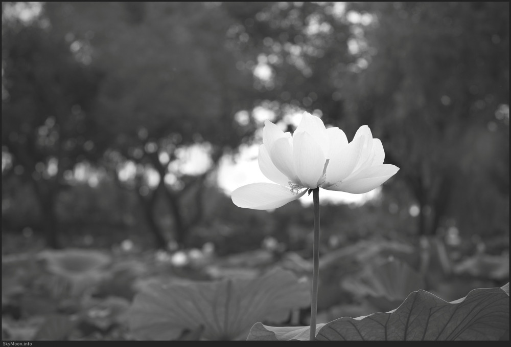 그날의 약속 (Promise of that day) Photo-Image