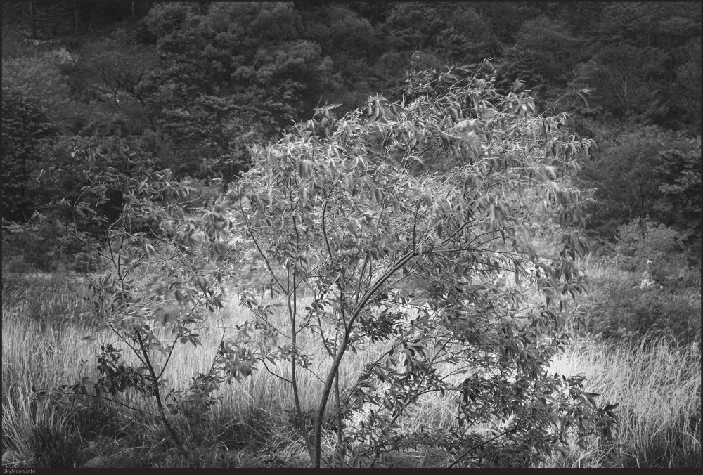 w_Milyang-Tivoli_FE55_20250427-165501-U-bw.jpg