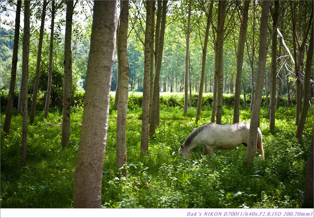 [여행기] 나를 찾아 떠나는 800KM 도보여행 (Camino de Santiago)-2_2 Photo-Image